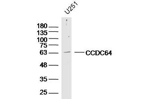 U251 lysates probed with CCDC64 Polyclonal Antibody, Unconjugated  at 1:300 dilution and 4˚C overnight incubation. (CCDC64 anticorps  (AA 401-500))