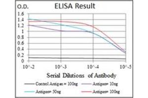 ELISA image for anti-Yes-Associated Protein 1 (YAP1) antibody (ABIN1109527) (YAP1 anticorps)