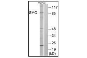 Western blot analysis of extracts from HuvEc cells, using SMO Antibody.