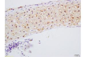 Formalin-fixed and paraffin embedded bone of mouse embryo labeled with Anti-DSPP Polyclonal Antibody, Unconjugated (ABIN1386864) at 1:200 followed by conjugation to the secondary antibody and DAB staining (DSPP anticorps)