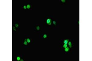 Immunofluorescent analysis of HepG2 cells using ABIN7164738 at dilution of 1:100 and Alexa Fluor 488-congugated AffiniPure Goat Anti-Rabbit IgG(H+L) (PCNA anticorps  (AA 1-261))