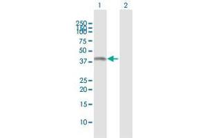 Western Blot analysis of ASRGL1 expression in transfected 293T cell line by ASRGL1 MaxPab polyclonal antibody. (ASRGL1 anticorps  (AA 1-308))
