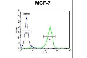 Flow cytometric analysis of MCF-7 cells (right histogram) compared to a negative control cell (left histogram). (CO027 (AA 503-531), (C-Term) anticorps)