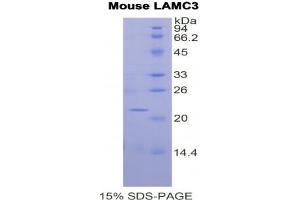 SDS-PAGE analysis of Mouse Laminin gamma 3 Protein. (LAMC3 Protéine)
