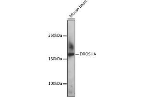 Western blot analysis of extracts of Mouse heart, using DROSHA Rabbit pAb (ABIN6134822, ABIN6139823, ABIN6139824 and ABIN6224361) at 1:500 dilution.