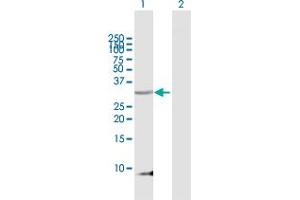 Western Blot analysis of PENK expression in transfected 293T cell line by PENK MaxPab polyclonal antibody. (Enkephalin anticorps  (AA 1-267))