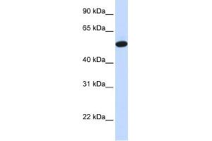 CEACAM16 antibody used at 1 ug/ml to detect target protein. (CEACAM16 anticorps  (Middle Region))