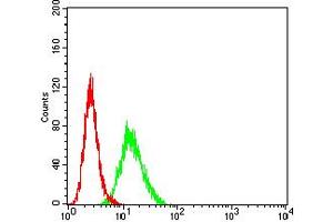 Flow cytometric analysis of Hela cells using BCL11B mouse mAb (green) and negative control (red).
