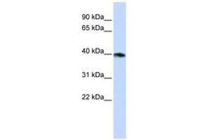 Image no. 1 for anti-Guanine Nucleotide Binding Protein (G Protein), alpha Z Polypeptide (GNaZ) (AA 72-121) antibody (ABIN6740745) (GNaZ anticorps  (AA 72-121))