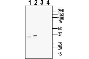 Western blot analysis of rat brain lysate (lanes 1 and 3) and mouse brain lysate (lanes 2 and 4):1-2.