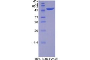 SDS-PAGE analysis of Pig Apolipoprotein B Protein. (APOB Protéine)