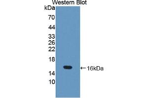 Western blot analysis of the recombinant protein. (TRX2 anticorps  (AA 60-166))
