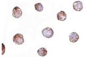 Immunohistochemistry (IHC) image for anti-Fibulin 3 (FBLN3) (C-Term) antibody (ABIN1030395) (FBLN3 anticorps  (C-Term))