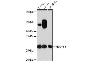 Western blot analysis of extracts of various cell lines, using NDUFS3 Rabbit mAb (ABIN7268820) at 1:1000 dilution. (NDUFS3 anticorps)