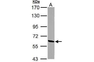 WB Image Sample (30 ug of whole cell lysate) A: PC-12 7.