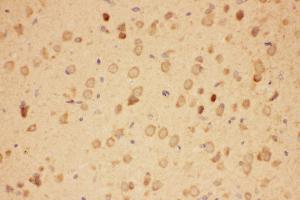 Anti-Hsp90-alpha-Picoband antibody,  IHC(P): Rat Brain Tissue