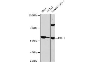 Western blot analysis of extracts of various cell lines, using PRP19 Rabbit mAb (ABIN7269505) at 1:1000 dilution. (PRP19 anticorps)