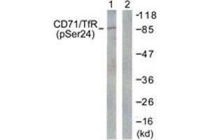 Western blot analysis of extracts from 293 cells treated with PMA 125ng/ml 30' , using CD71/TfR (Phospho-Ser24) Antibody. (Transferrin Receptor anticorps  (pSer24))