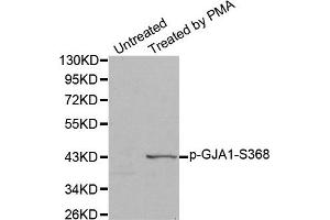 Western Blotting (WB) image for anti-Gap Junction Protein, alpha 1, 43kDa (GJA1) (pSer368) antibody (ABIN1870206) (Connexin 43/GJA1 anticorps  (pSer368))