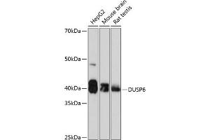 Western blot analysis of extracts of various cell lines, using DUSP6 Rabbit mAb (ABIN7266848) at 1:1000 dilution. (DUSP6 anticorps)