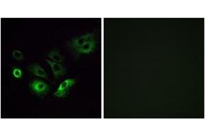 Immunofluorescence (IF) image for anti-Olfactory Receptor, Family 4, Subfamily Q, Member 3 (OR4Q3) (AA 264-313) antibody (ABIN2891015) (OR4Q3 anticorps  (AA 264-313))