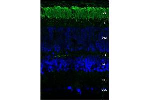 Immunohistochemistry analysis using Mouse Anti-Rhodopsin Monoclonal Antibody, Clone 4D2 .