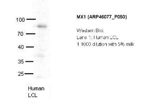 Image no. 2 for anti-Myxovirus Resistance Protein 1 (MX1) (C-Term) antibody (ABIN2782470) (MX1 anticorps  (C-Term))