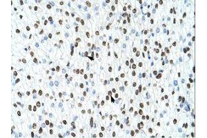 Image no. 3 for anti-Heterogeneous Nuclear Ribonucleoprotein A1 (HNRNPA1) (N-Term) antibody (ABIN203055) (HNRNPA1 anticorps  (N-Term))