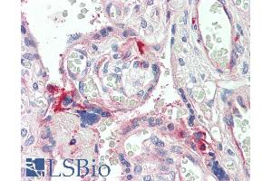 ABIN1590140 (5µg/ml) staining of paraffin embedded Human Placenta. (C7 anticorps  (Internal Region))