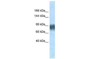 Western Blot showing Avil antibody used at a concentration of 1. (Advillin anticorps  (N-Term))