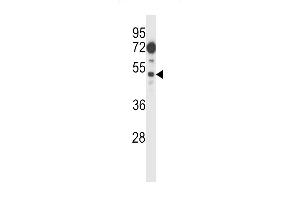 FIZ1 Antibody (C-term) (ABIN657429 and ABIN2846463) western blot analysis in 293 cell line lysates (35 μg/lane). (FIZ1 anticorps  (C-Term))
