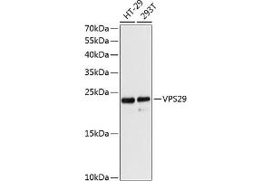 Western blot analysis of extracts of various cell lines, using VPS29 antibody (ABIN6130782, ABIN6150126, ABIN6150127 and ABIN6216963) at 1:3000 dilution. (VPS29 anticorps  (AA 1-186))