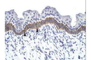 Image no. 1 for anti-14-3-3 eta (YWHAH) (AA 72-121) antibody (ABIN6735931)
