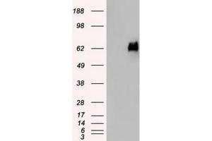 HEK293T cells were transfected with the pCMV6-ENTRY control (Left lane) or pCMV6-ENTRY SILV (Right lane) cDNA for 48 hrs and lysed.