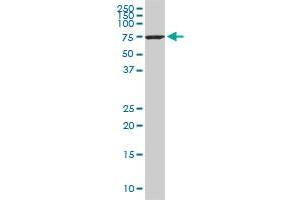 HSPA1L monoclonal antibody (M01), clone 1B5. (HSPA1L anticorps  (AA 561-641))