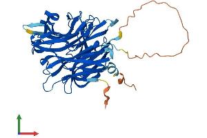 AlphaFold protein structure predicition of Mouse Recombinant Neu3 Protein, UniprotID Q9JMH7