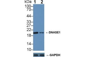 Western blot analysis of (1) Wild-type 293T cell lysate, and (2) DNASE1 knockout 293T cell lysate, using Rabbit Anti-Human DNASE1 Antibody (2 µg/ml) and HRP-conjugated Goat Anti-Mouse antibody ( (DNASE1 anticorps  (AA 19-259))