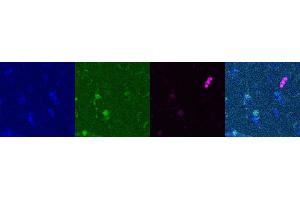 Immunohistochemistry (IHC) image for anti-Somatostatin (SST) antibody (ABIN7455980) (Somatostatin anticorps)