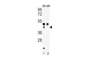 Western blot analysis of ATF4 Antibody  Pab (ABIN390250 and ABIN2850543) pre-incubated without(lane 1) and with(lane 2) blocking peptide in WiDr cell line lysate. (ATF4 anticorps  (AA 220-252))