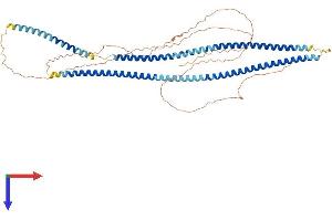 AlphaFold protein structure predicition of Mouse Recombinant Krt77 Protein, UniprotID Q6IFZ6