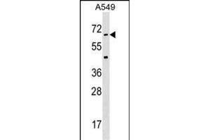 STK35 Antibody  (ABIN391361 and ABIN2841380) western blot analysis in A549 cell line lysates (35 μg/lane). (STK35 anticorps  (AA 374-404))