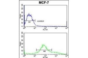ZYG11A Antibody (N-term) (ABIN652620 and ABIN2842414) flow cytometric analysis of MCF-7 cells (bottom histogram) compared to a negative control cell (top histogram). (ZYG11A anticorps  (N-Term))