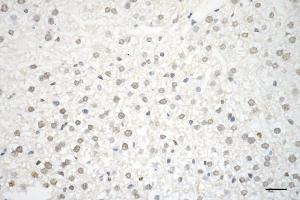 Immunohistochemistry was performed on paraffin-embedded mouse liver using PTBP1 antibody (ABIN7799882), 1:200). (Recombinant PTBP1 anticorps)