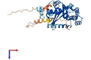 AlphaFold protein structure predicition of Human Recombinant EXO5 Protein, UniprotID Q9H790