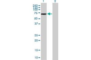 Western Blot analysis of IKZF3 expression in transfected 293T cell line by IKZF3 MaxPab polyclonal antibody.