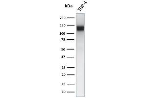 Western Blot Analysis of human THP-1 cell lysate using CD31 Mouse Monoclonal Antibody (JC/70A) (CD31 anticorps)