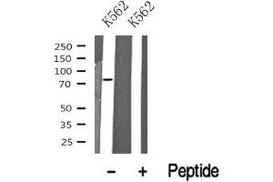 Western blot analysis of Mre11 in lysates of K562? (Mre11 anticorps  (C-Term))