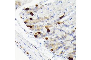 Immunohistochemistry of paraffin-embedded mouse stomach using Secretagogin (Secretagogin (SCGN)) Rabbit mAb (ABIN7270178) at dilution of 1:100 (40x lens).
