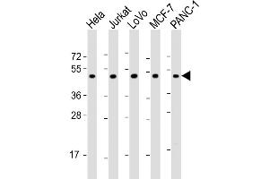 All lanes : Anti-ADRA2A Antibody (N-Term) at 1:2000 dilution Lane 1: Hela whole cell lysate Lane 2: Jurkat whole cell lysate Lane 3: LoVo whole cell lysate Lane 4: MCF-7 whole cell lysate Lane 5: NC-1 whole cell lysate Lysates/proteins at 20 μg per lane. (ADRA2A anticorps  (AA 118-152))
