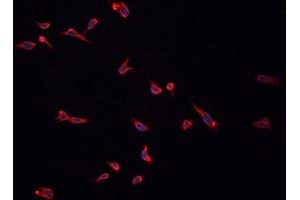 ABIN6276902 staining HepG2?